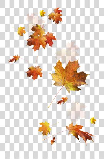 下载 Fall Leaves Falling Fall Leaves PNG file