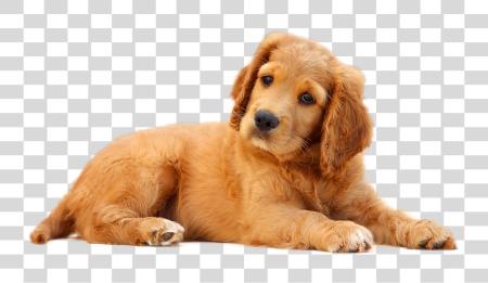 Download perro PNG file