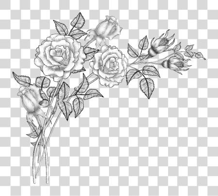 Download colección Of dibujo rosas Pencil dibujo PNG file