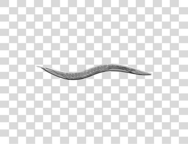 下载 一个 Cell Atlas 的 Worm C Elegans Clip 艺术