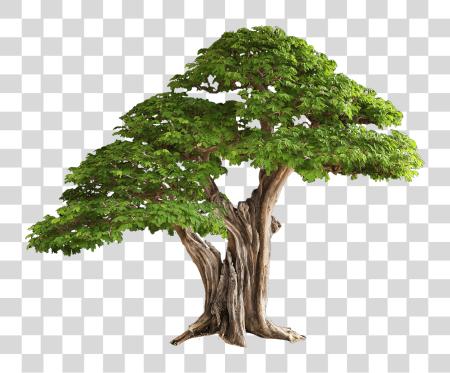 下载 6 2 Tree Image Tree PNG file