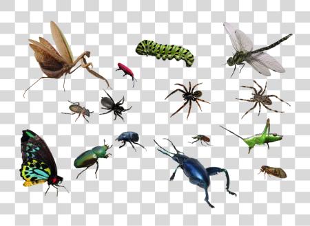 Download Bug Image insecto PNG file