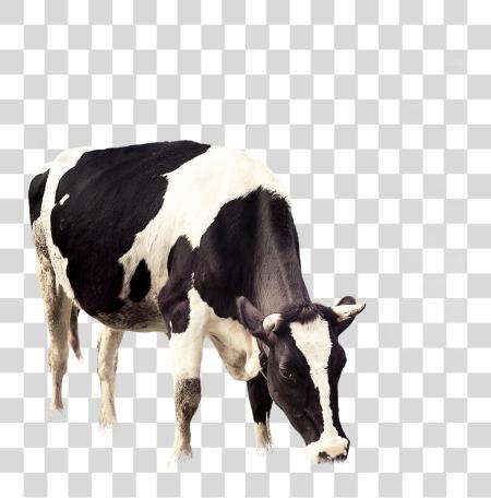 Download 2953 x 2953 2 lácteo vaca vaca PNG file