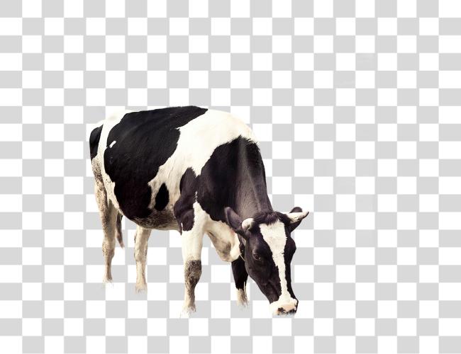 Download 2953 X 2953 2 Dairy Cow Cow Clip Art