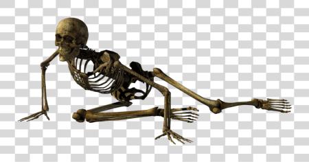 Download Skeleton Sitting Skeleton PNG file