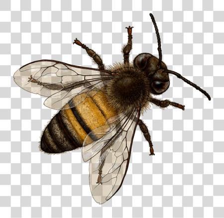 Download Bee Image With Bourdon Terrestre PNG file