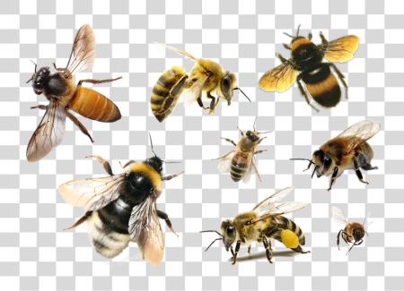 Download Bee Bees PNG file