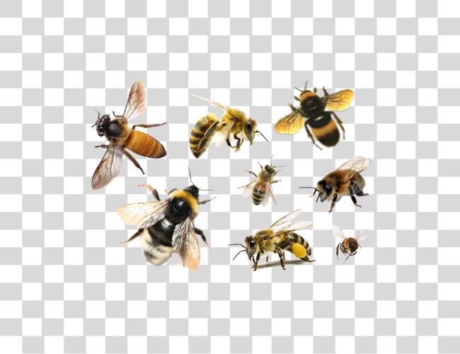 Download Bee Bees Clip Art