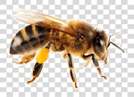 Download Isolated Bee Background Honey Bee PNG file