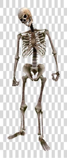 Download Beast Oblivion Skeleton Skeleton PNG file