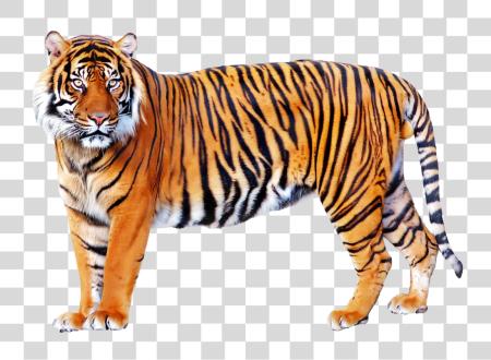 下载 Tiger PNG file