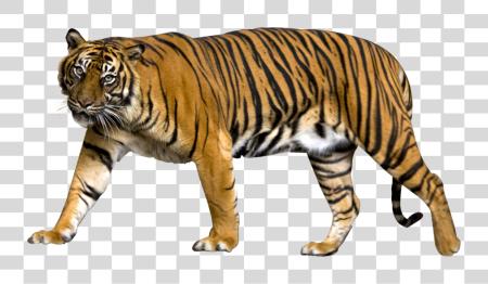 Download Tiger Image Sumatran Tiger No PNG file