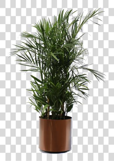 Download Sandra Orr Category Bamboo In A Pot Tropical Plants Plant PNG file