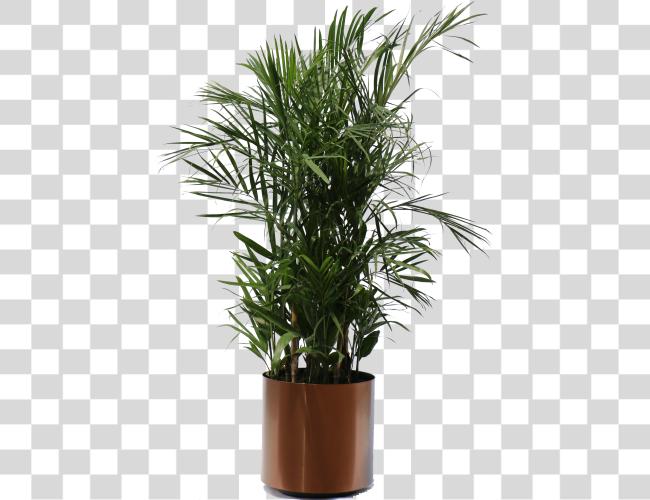 Download Sandra Orr Category Bamboo In A Pot Tropical Plants Plant Clip Art