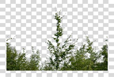 下载 Bush Bushes PNG file