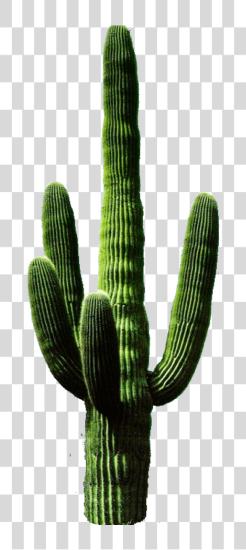 Download Cactus 11 Cactus PNG file