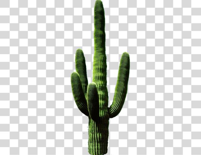 Download Cactus 11 Cactus Clip arte