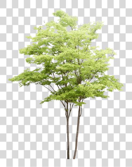 下载 水彩 Trees PNG file