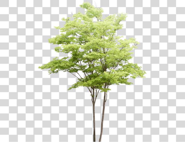 تحميل ألوان مائية Trees مقطوعة فن