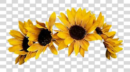 Download Sunflower Flowercrown Coronadeflores Flowers Floresfall Sunflower Crown PNG file