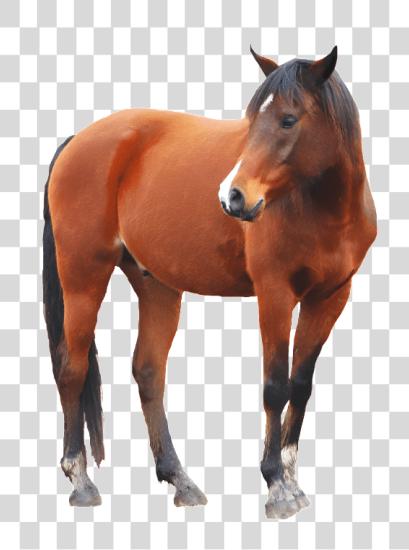 Download Brown Horse Horse With PNG file