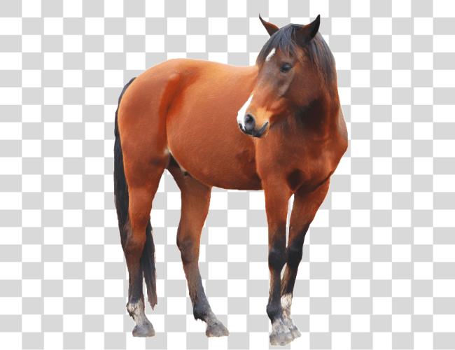 Download Brown Horse Horse With Clip Art