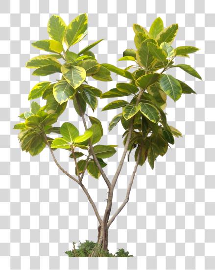 Download High Resolution Trees Tropical Plants Cut Out PNG file