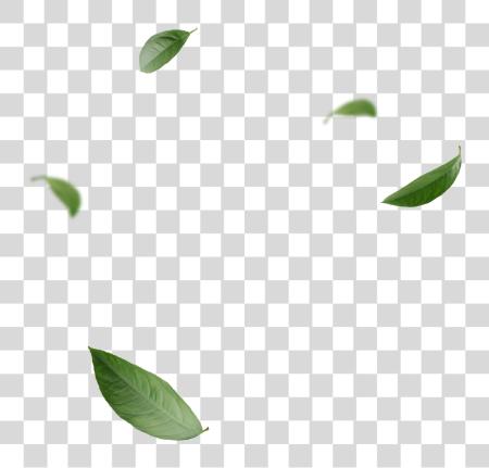 下载 吹 Leaves PNG file