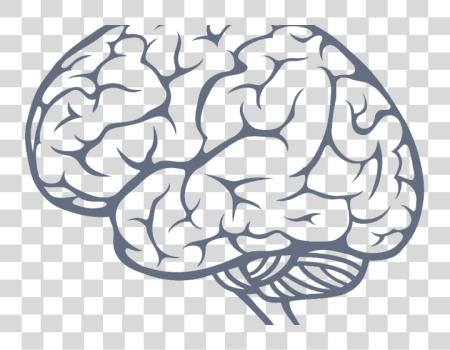 Download Brain Brain PNG file