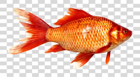 Download Pluspng Fish Of Fish PNG file