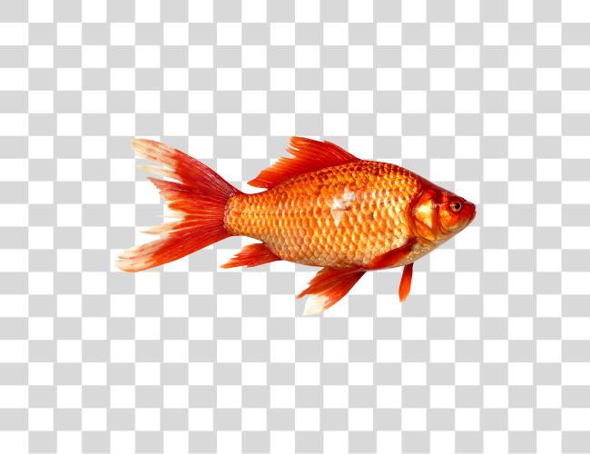 Download Pluspng Fish Of Fish Clip Art