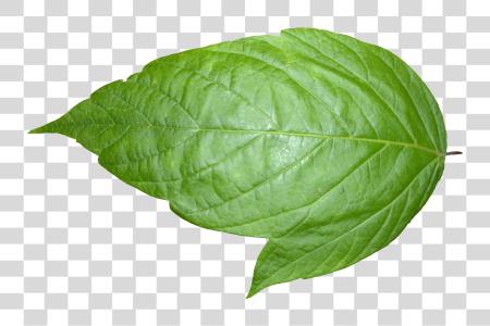 Download Leaf Picture Leaf PNG file