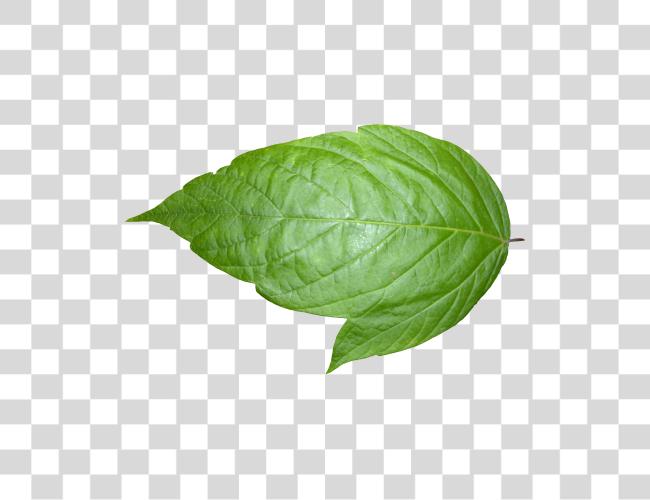 Download Leaf Picture Leaf Clip Art