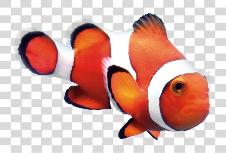 Download Clown Fish PNG file