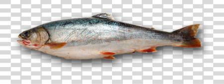 Download Fish Dead Fish No PNG file