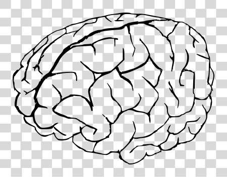 Download caricatura cerebro cerebro PNG file