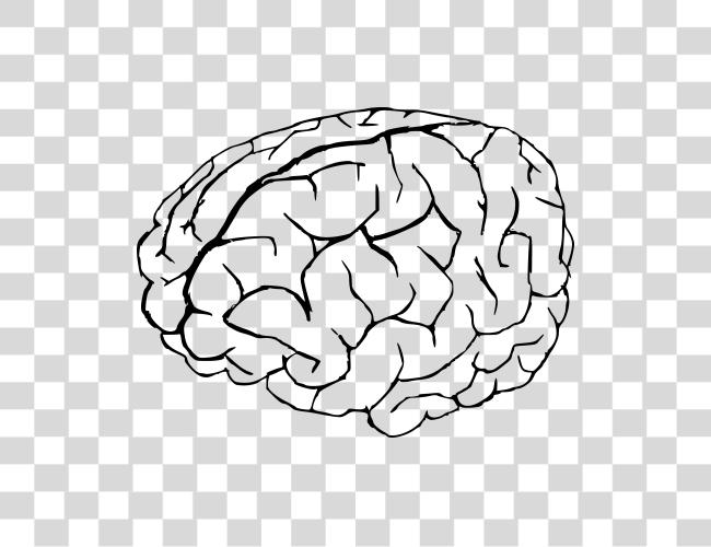 Download Cartoon Brain Brain Clip Art