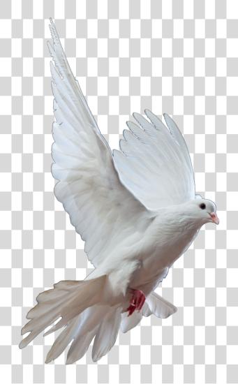 Download Dove White Dove PNG file