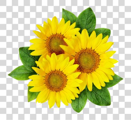 下载 Sunflower Sunflower PNG file