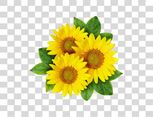 Download Sunflower Sunflower Clip Art