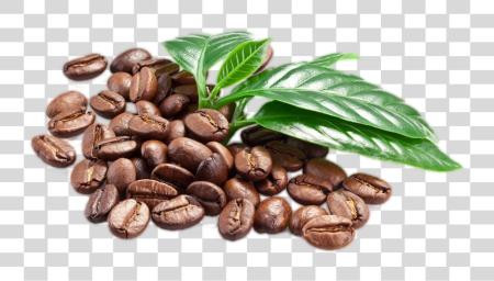 Download Coffee Leave Coffee Beans PNG file