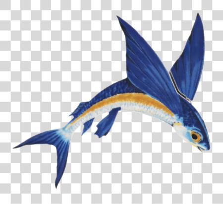 Download Flying Fish Barbados Flying Fish PNG file