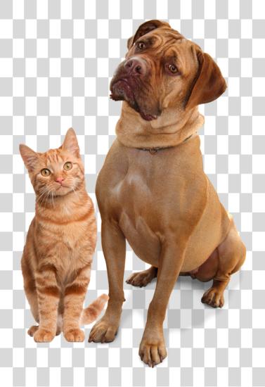 Download Cat And Dog No Description Of Cat PNG file