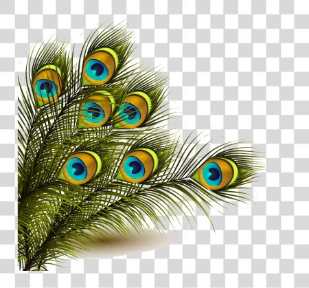 Download Peafowl Feather PNG file