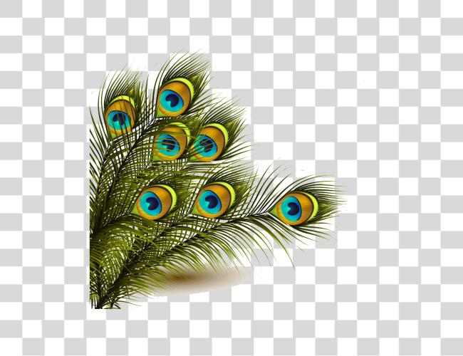 Download Peafowl Feather Clip arte