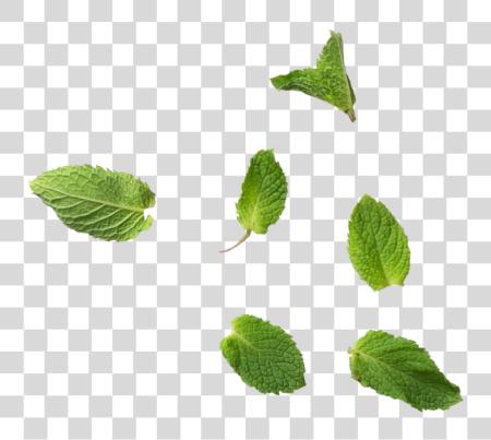 Download Mint Leaves Mint Leaves PNG file