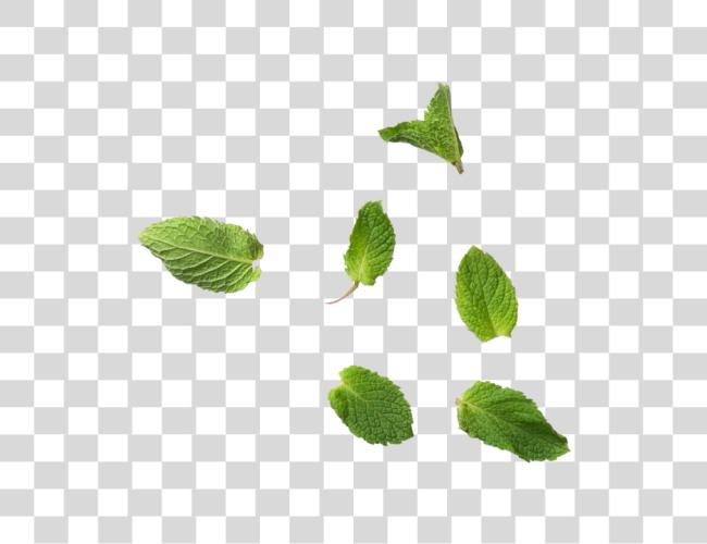 Download Mint Leaves Mint Leaves Clip Art