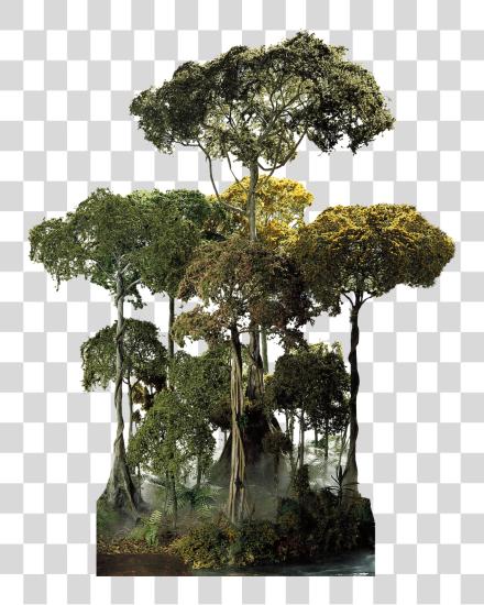 Download Tropical Rainforest Tree PNG file