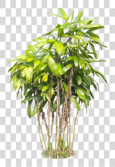 تحميل Tropical Plants نباتات بي ان جي ملف