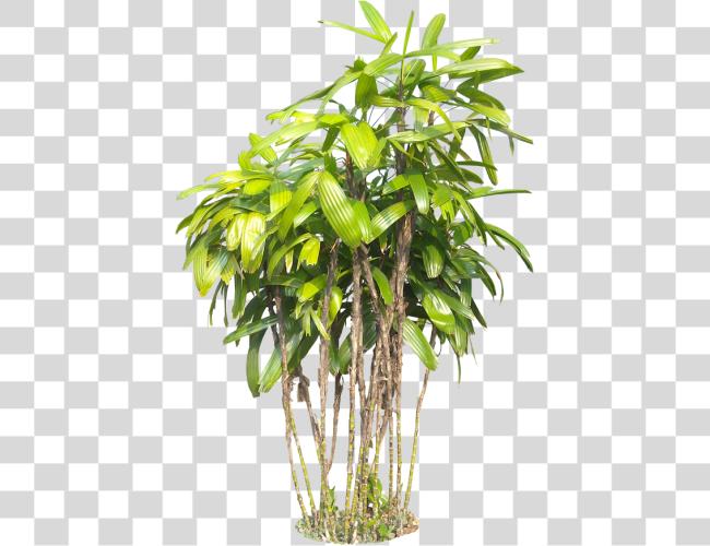 Download Tropical Plants Plant Clip arte